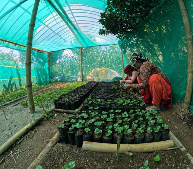 Two women tending coffee seedlings in the shade-net nursery