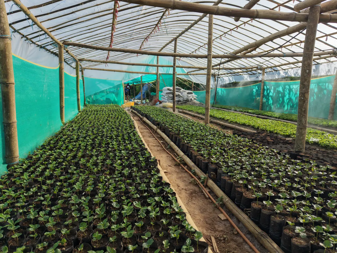 Long rows of young coffee plants in the nursery
