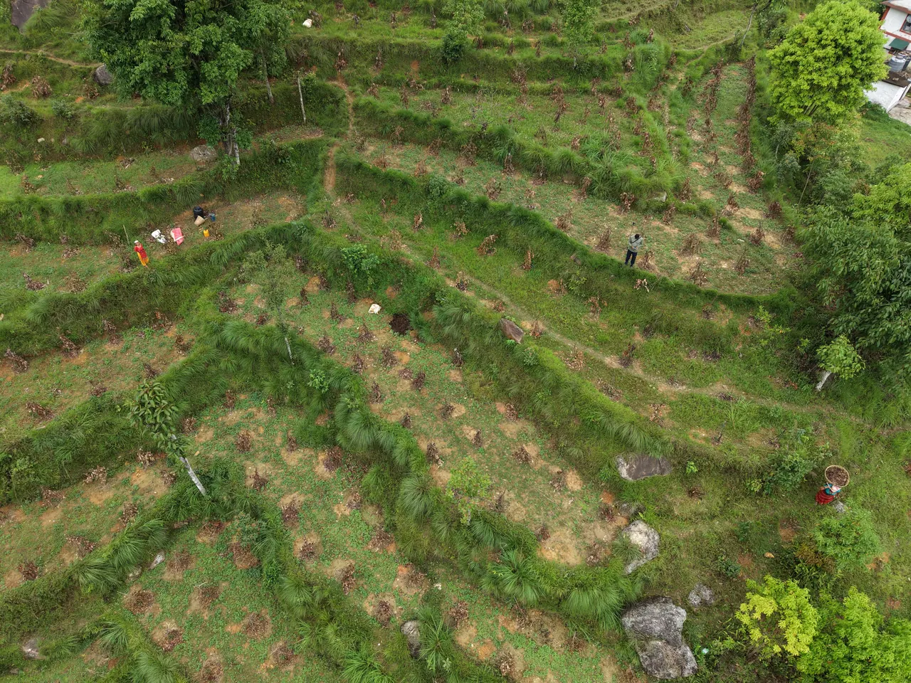 Community members planting saplings by hand across the terraces