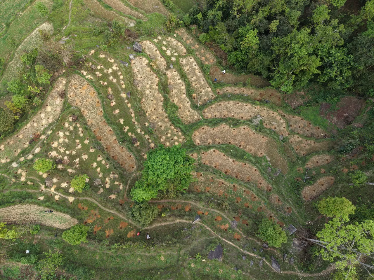 Contour terraces with planting pits, seen from above